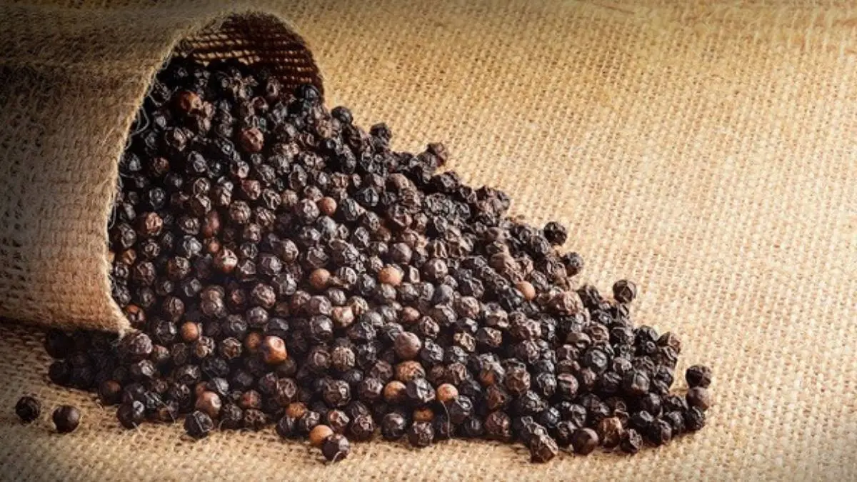 BLACK PEPPER