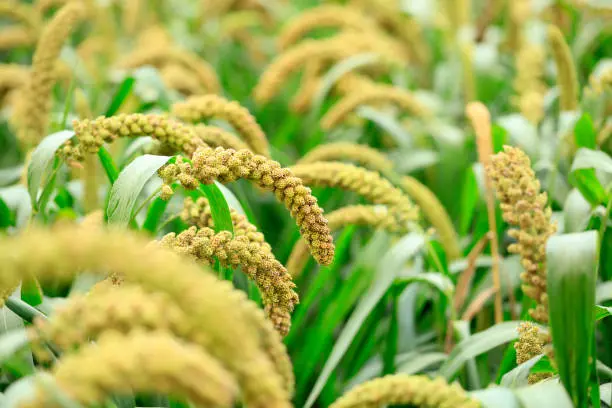 FOXTAIL MILLET
