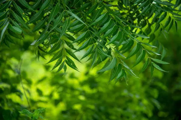 NEEM LEAVES