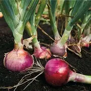 BHIMA RED ONION