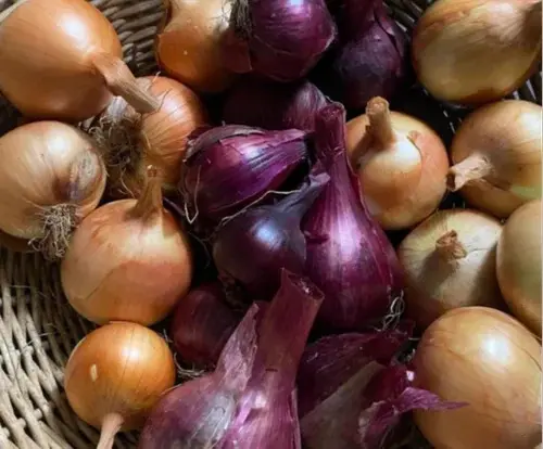 MAHARASTRA YELLOW ONION